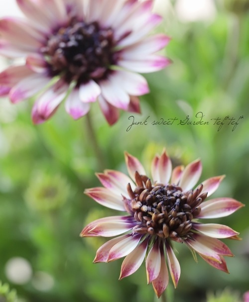 八重咲きオステオスペルマム・プリンス 『ローズ』 | すべての商品