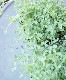 �ȥ�ե��ꥦ�ࡦ��������� �إХˡ����� 