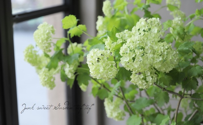 ビバーナム　スノーボール　【品番3472】 楽天市場】□良品庭木□ ビバーナム スノーボール 10．5cmポット