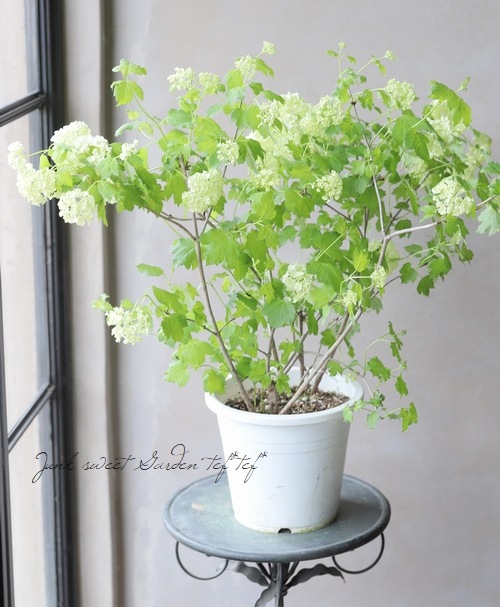 ビバーナム　スノーボール　【品番3472】 楽天市場】□良品庭木□ ビバーナム スノーボール 10．5cmポット