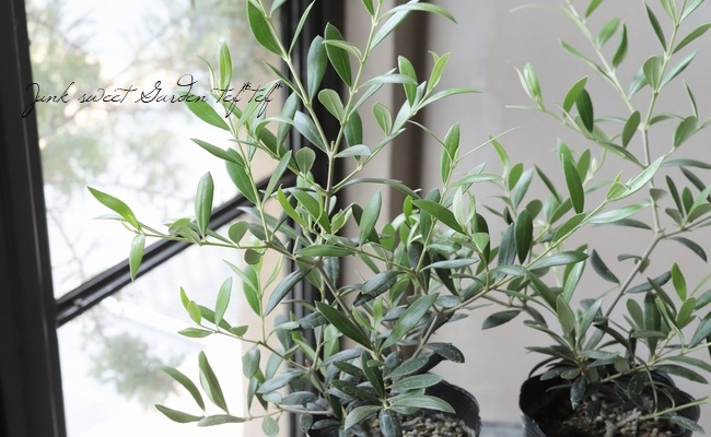 【SPRING SALE】オリーブ・アルベキナ 楽天市場】【現品】【オリーブの木】アルベキナ アルベキーナ 自然風樹