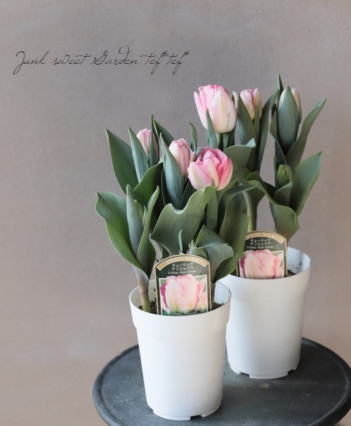 冷蔵チューリップ 八重咲き アンジェリケ すべての商品 Junk Sweet Garden Tef Tef