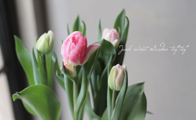 冷蔵チューリップ 八重咲き アンジェリケ すべての商品 Junk Sweet Garden Tef Tef