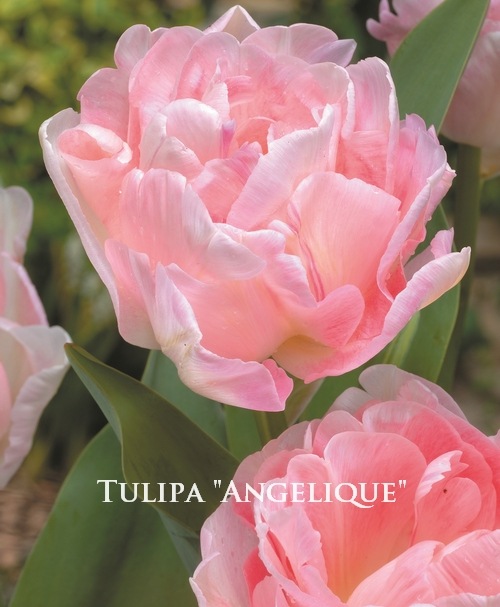 冷蔵チューリップ 八重咲き アンジェリケ すべての商品 Junk Sweet Garden Tef Tef