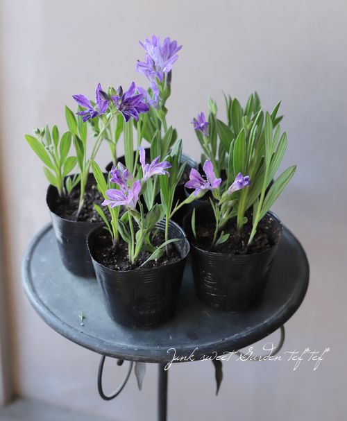 babiana バビアナ なおの趣味の園芸 バビアナ