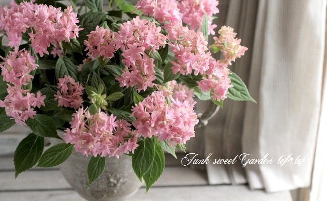 吉岡麗子さん 山紫陽花交配種 マルルー ピンク すべての商品 Junk Sweet Garden Tef Tef
