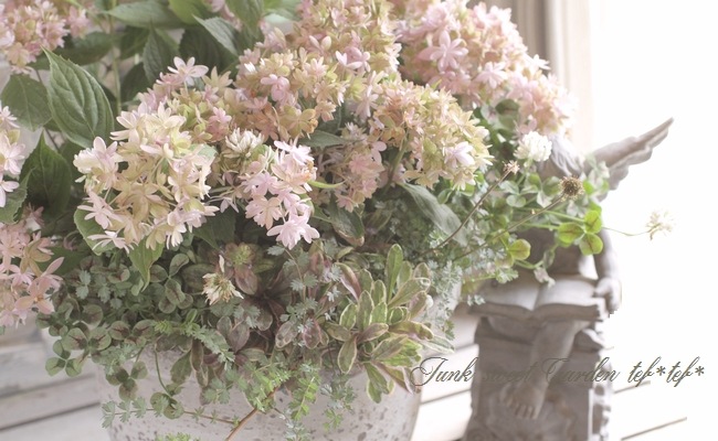 吉岡麗子さん 山紫陽花交配種 マルルー ピンク すべての商品 Junk Sweet Garden Tef Tef