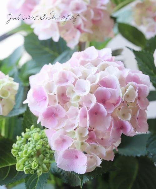 紫陽花 苗　エダム　もうすぐ開花　蕾付特大株 紫陽花 苗 エダム もうすぐ開花 蕾付特大株