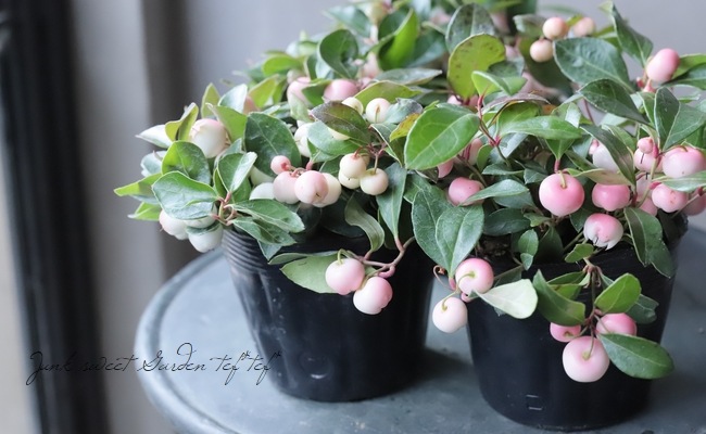 ゴールテリア ピーチベリー すべての商品 Junk Sweet Garden Tef Tef