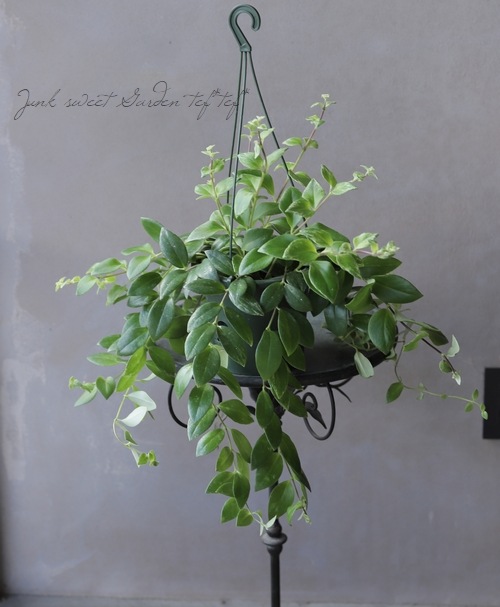 �ڴ��տ�ʪ�� �������ʥ󥵥� �إ�ǥ����󥹡� ������