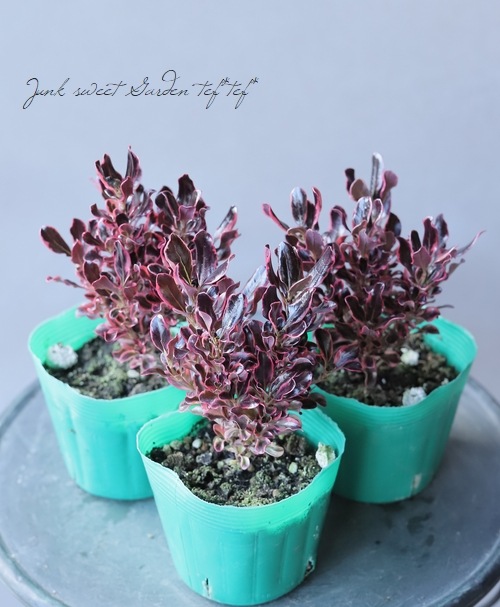 ���ץ����ޡ��إѥ��ե��å�����饤����