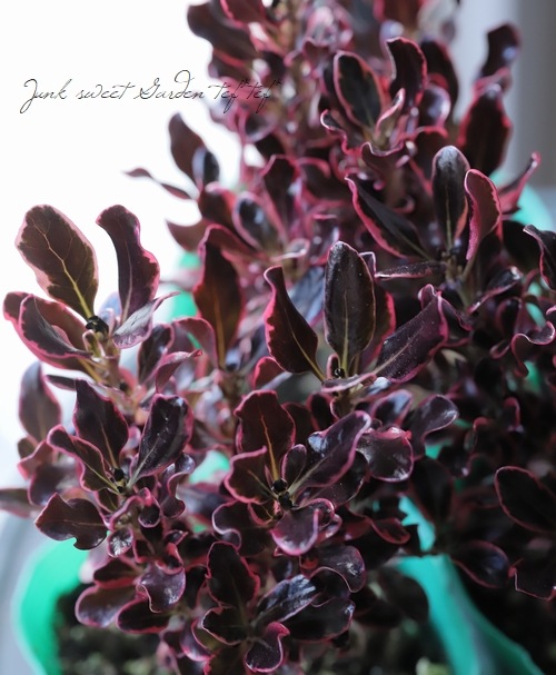 ���ץ����ޡ��إѥ��ե��å�����饤����