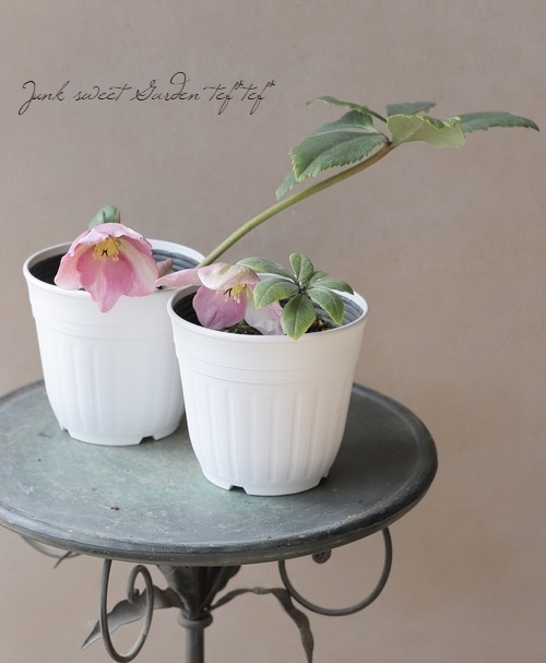 クリニカルリースニングシリーズ 園芸ネット本店｜クリスマスローズ（原種系）：早咲きニゲル3号ポット