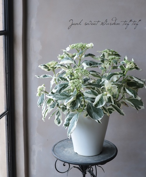 斑入りガク紫陽花 『恋路ヶ浜』 8号大鉢 | すべての商品 | | Junk