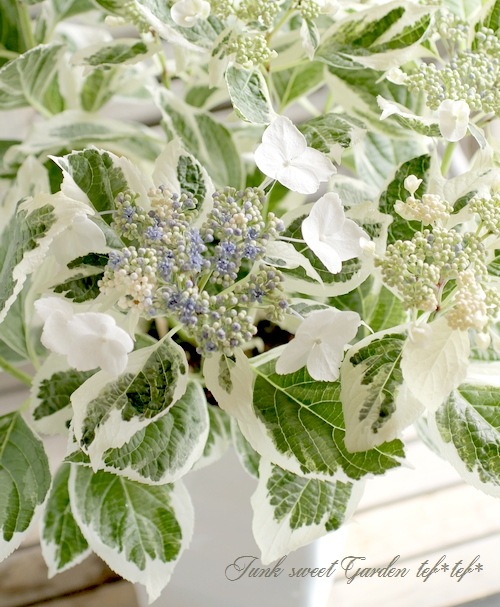 斑入りガク紫陽花 『恋路ヶ浜』 8号大鉢 | すべての商品 | | Junk