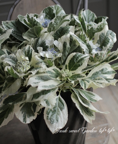 斑入りガク紫陽花 『恋路ヶ浜』 8号大鉢 | すべての商品 | | Junk