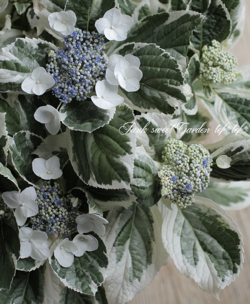 斑入りガク紫陽花 『恋路ヶ浜』 8号大鉢 | すべての商品 | | Junk