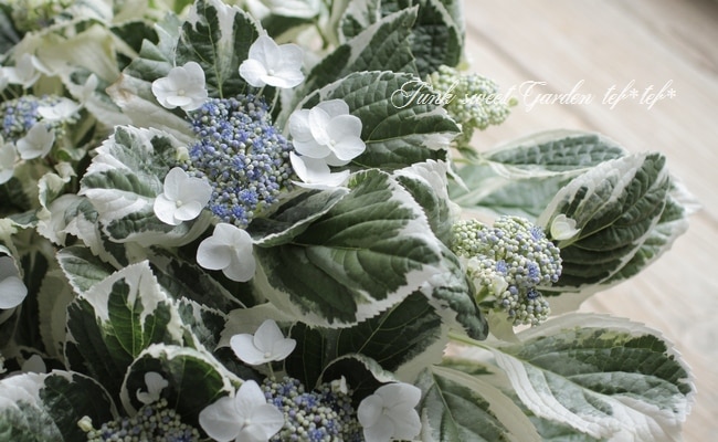 斑入りガク紫陽花 『恋路ヶ浜』 8号大鉢 | すべての商品 | | Junk