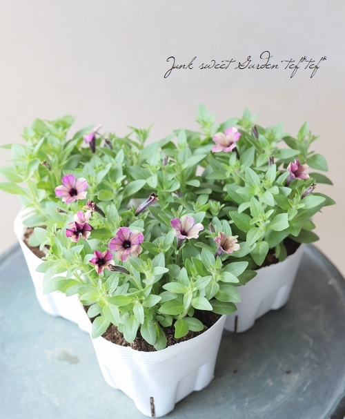 �ڲ�˧���ꥸ�ʥ�� ���إڥ���˥����إޥ�٥꡼�١�