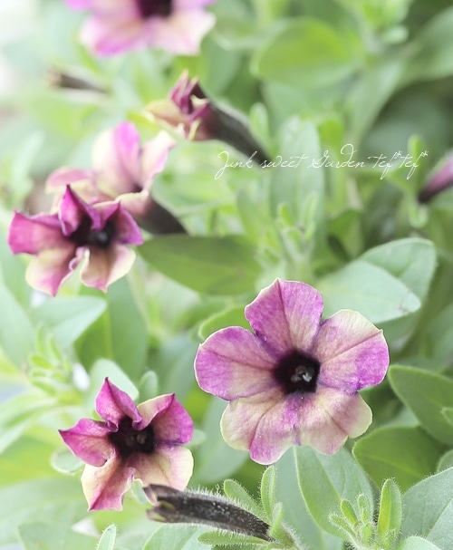 �ڲ�˧���ꥸ�ʥ�� ���إڥ���˥����إޥ�٥꡼�١�