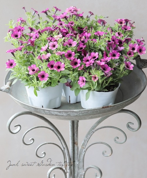 �ڲ�˧���ꥸ�ʥ�� ���إڥ���˥����إޥ�٥꡼�١�