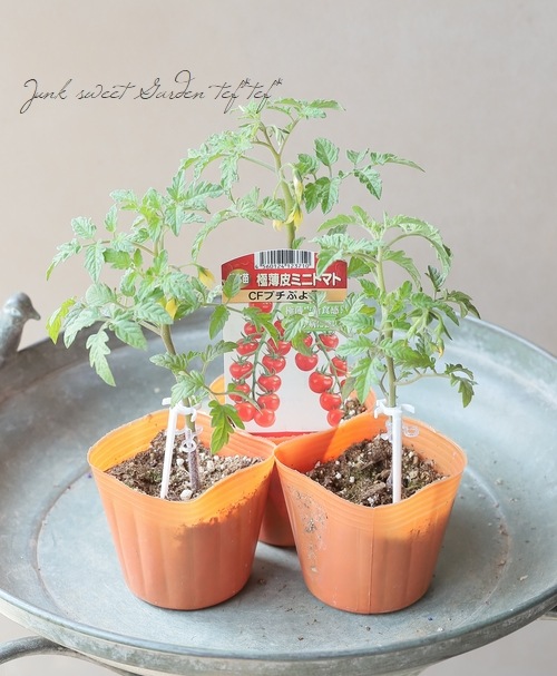 家庭菜園】 接ぎ木！ミニトマト 『つやぷるん』 プチぷよ2 | すべての