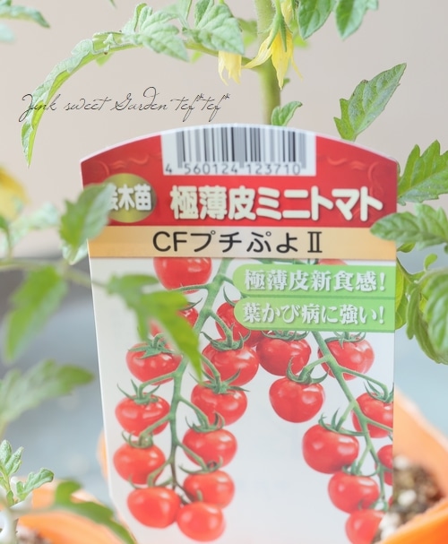 家庭菜園】 接ぎ木！ミニトマト 『つやぷるん』 プチぷよ2 | すべての