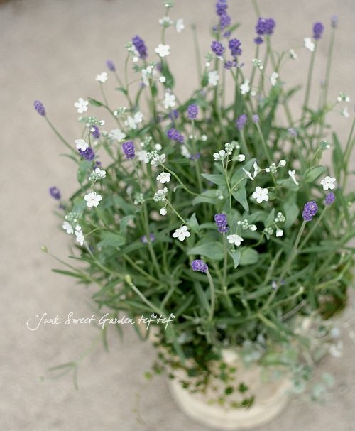 専用　すずらん　ブライダルベール　ラベンダー　クレイフラワー 専用 すずらん ブライダルベール ラベンダー クレイフラワー