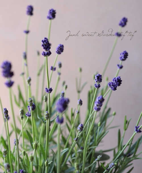 イングリッシュラベンダー『ふらのぶるー』 青花 | すべての商品