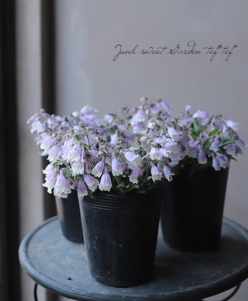 �����ڥ󥹥ƥ�󡡡إԥ��ᥦ����