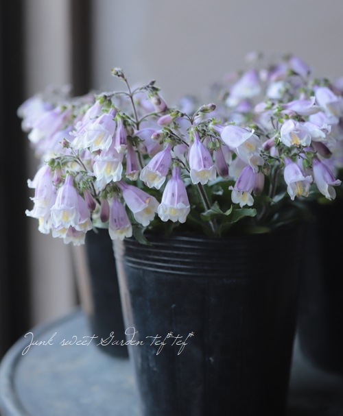 �����ڥ󥹥ƥ�󡡡إԥ��ᥦ����