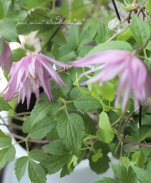 クレマチス・アトラゲネ系 『アンティークピンクパープル』 | すべての