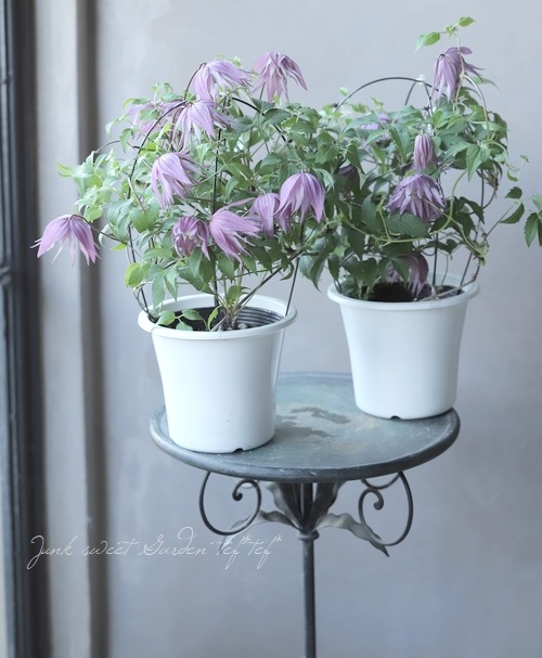 クレマチス・アトラゲネ系 『アンティークピンクパープル』 | すべての