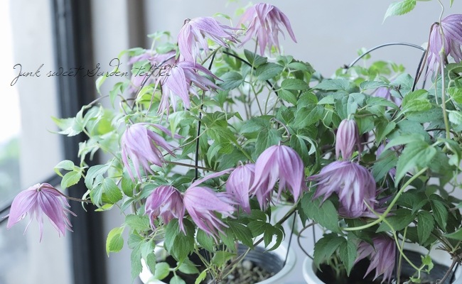 クレマチス・アトラゲネ系 『アンティークピンクパープル』 | すべての