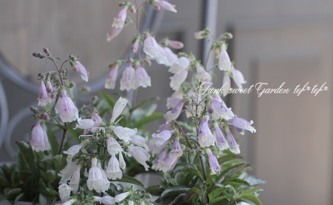 �����ڥ󥹥ƥ�󡡡إԥ��ᥦ����