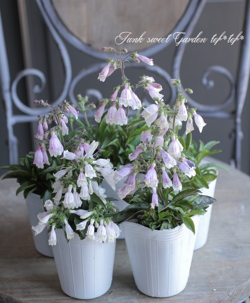 �����ڥ󥹥ƥ�󡡡إԥ��ᥦ����