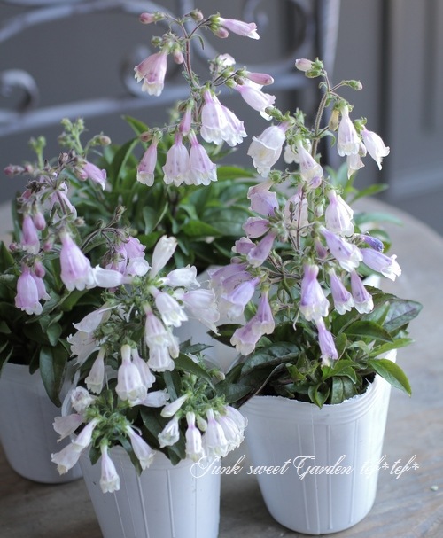 �����ڥ󥹥ƥ�󡡡إԥ��ᥦ����