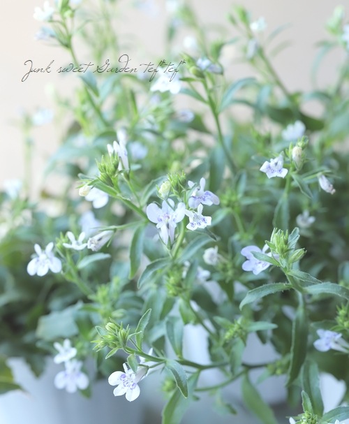 ロベリア 空色てふてふ ライトブルー 松原園芸オリジナル すべての商品 Junk Sweet Garden Tef Tef