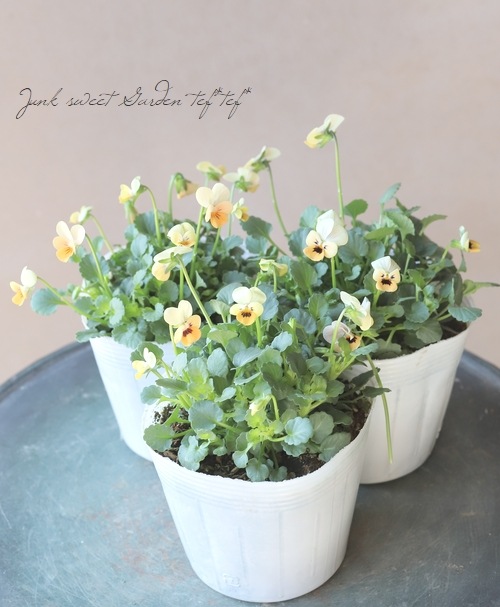 ���ӥ��顦�ӥ���å����إ��󥻥åȥ��å���