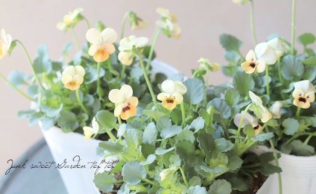 ○ビオラ・ビオレッタ 『サンセットキッス』 | すべての商品 | | Junk