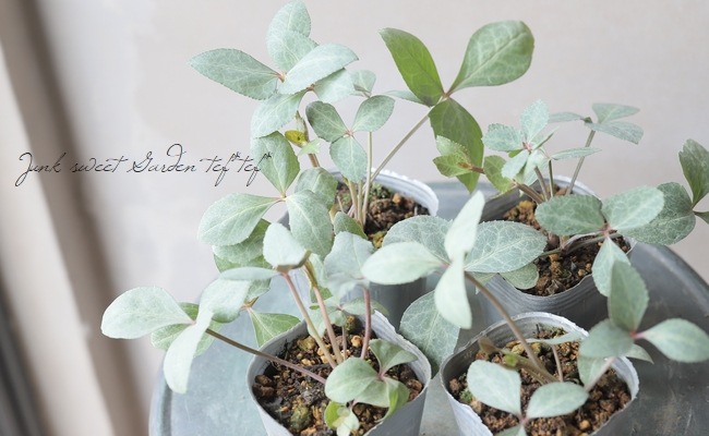 ��¼��ݡ����顼�꡼�դΥ��ꥹ�ޥ����������إ�������������졼�ƥ��꡼�ա�