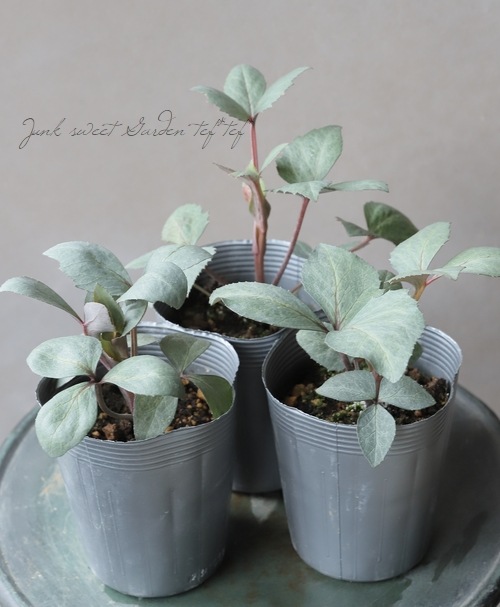 ��¼��ݡ����顼�꡼�դΥ��ꥹ�ޥ����������إ�������������졼�ƥ��꡼�ա�