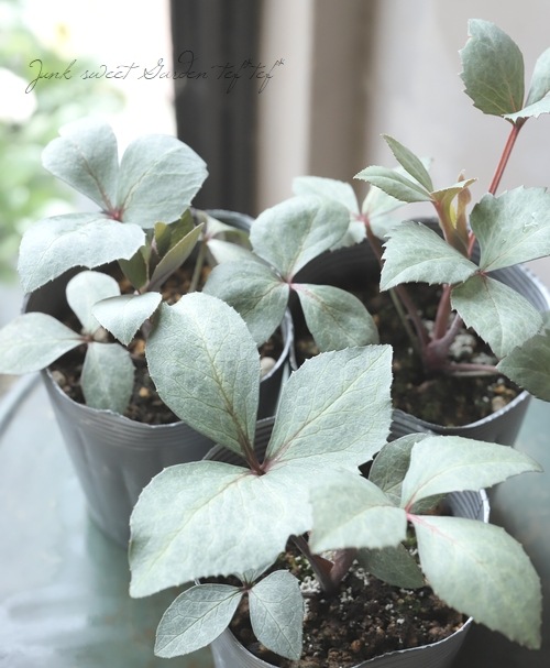 ��¼��ݡ����顼�꡼�դΥ��ꥹ�ޥ����������إ�������������졼�ƥ��꡼�ա�