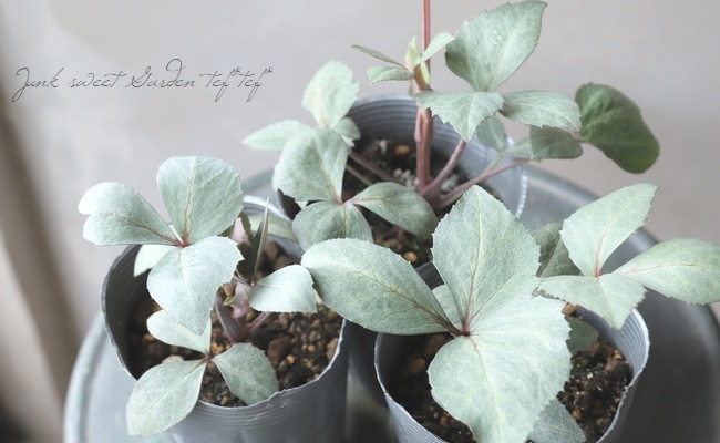 ��¼��ݡ����顼�꡼�դΥ��ꥹ�ޥ����������إ�������������졼�ƥ��꡼�ա�