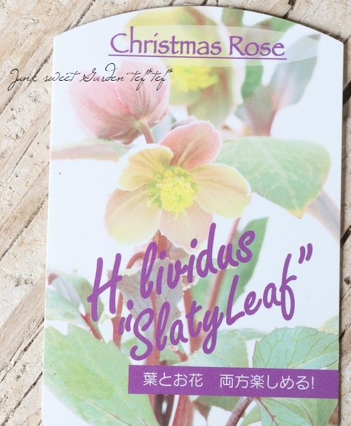 ��¼��ݡ����顼�꡼�դΥ��ꥹ�ޥ����������إ�������������졼�ƥ��꡼�ա�