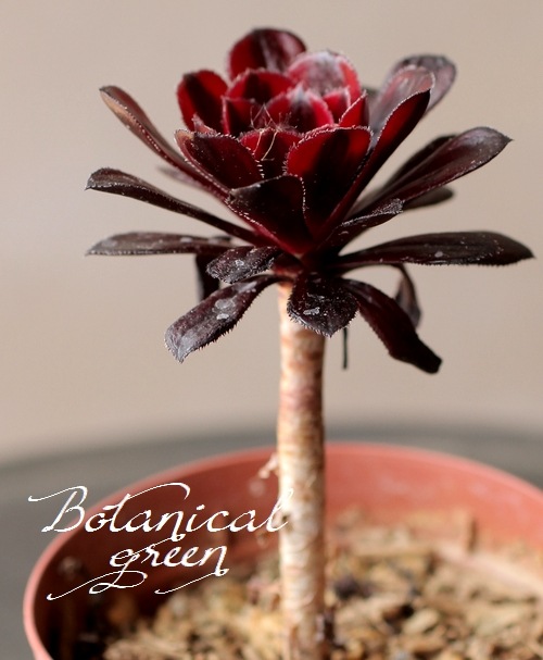 191213-1019 斑入りアエオニウム 真っ黒 黒法師錦 10.5cmポット 多肉植物 現品 多肉植物 大株多頭『まっ黒 黒法師錦』 アエオニウム属 | すべての