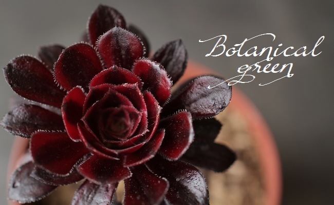 多肉植物＊真っ黒黒法師錦＊希少＊斑入り＊錦＊アエオニウム＊カット苗 アエオニウム：黒法師錦（クロホウシニシキ）3.5号ポット の通販