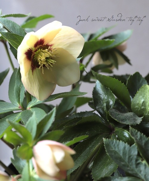 クリスマスローズ No.6 【横山園芸】 | すべての商品 | | Junk sweet