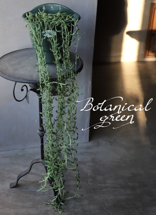 多肉植物】 『バナナネックレス 』 大株！ | すべての商品 | | Junk