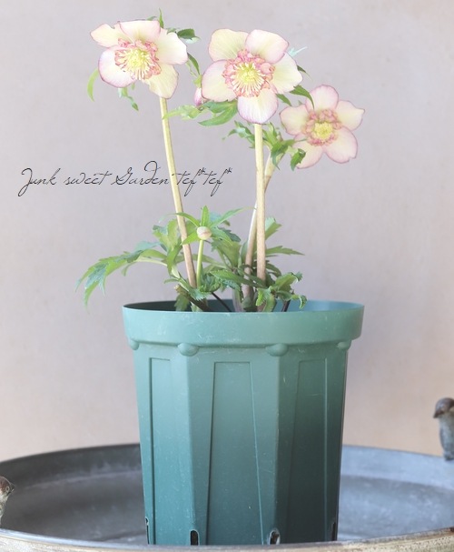 クリスマスローズ・セミダブル 【29292】 | すべての商品 | | Junk